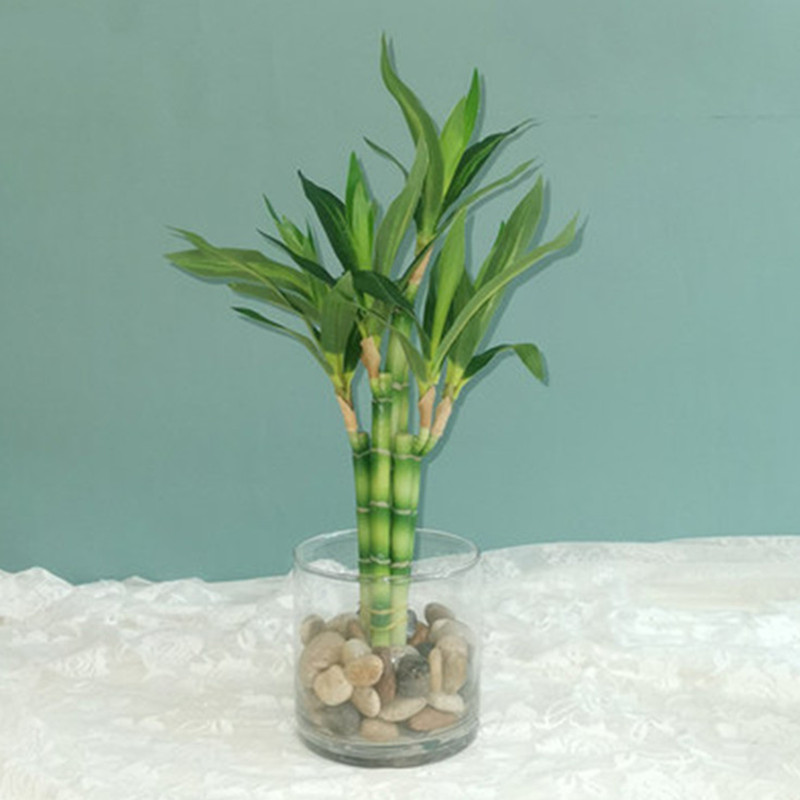 Aquarium Planting - New 40cm Artificial Lucky Bamboo Succulent