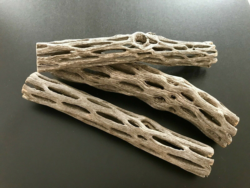 Aquarium Planted Seeds - Organic/Natural Aquarium Cholla Cactus Wood Shrimp
