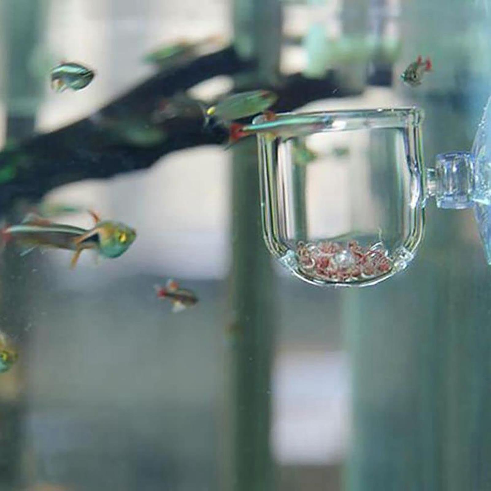 Aquarium Plant Pot Glass Cylin - Aquarium Planted Seeds 评论和价格