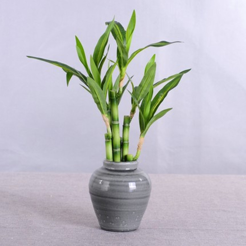 New 40cm Artificial Lucky Bamb - Aquarium Planting 评论和价格