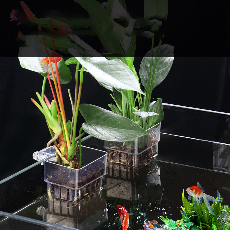 1Pc Aquarium Hydroponic Plant  - Aquarium Planted Seeds 评论和价格
