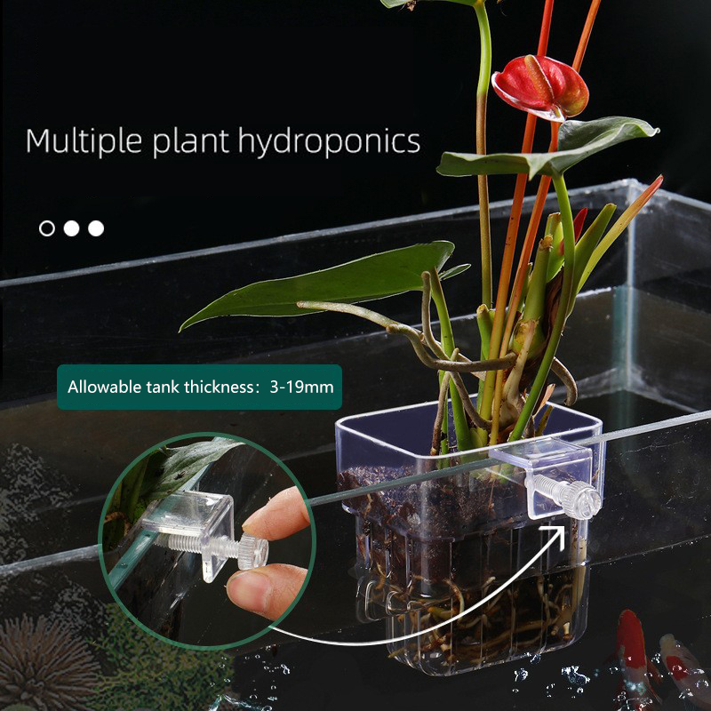 1Pc Aquarium Hydroponic Plant  - Aquarium Planted Seeds 评论和价格