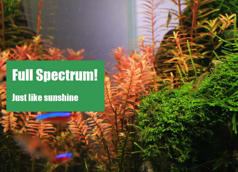 Chihiros C Series ADA Style Pl - Planted Aquarium Mini 评论和价格