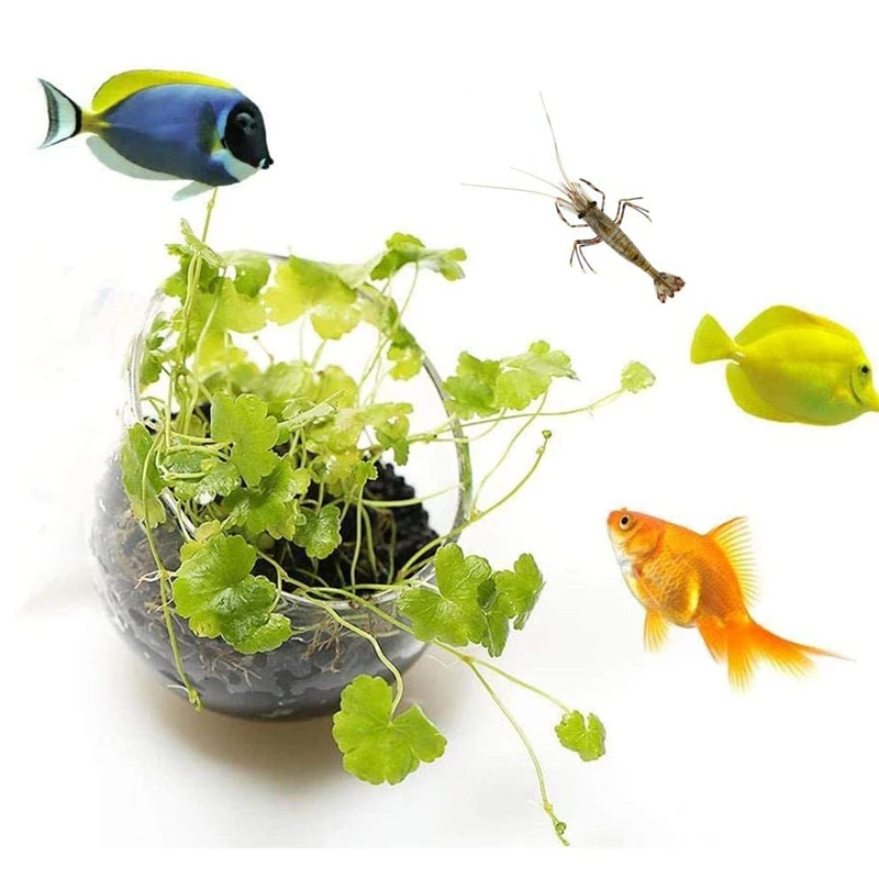 New Aquarium Plant Pot Glass C - Aquarium Planted Seeds 评论和价格