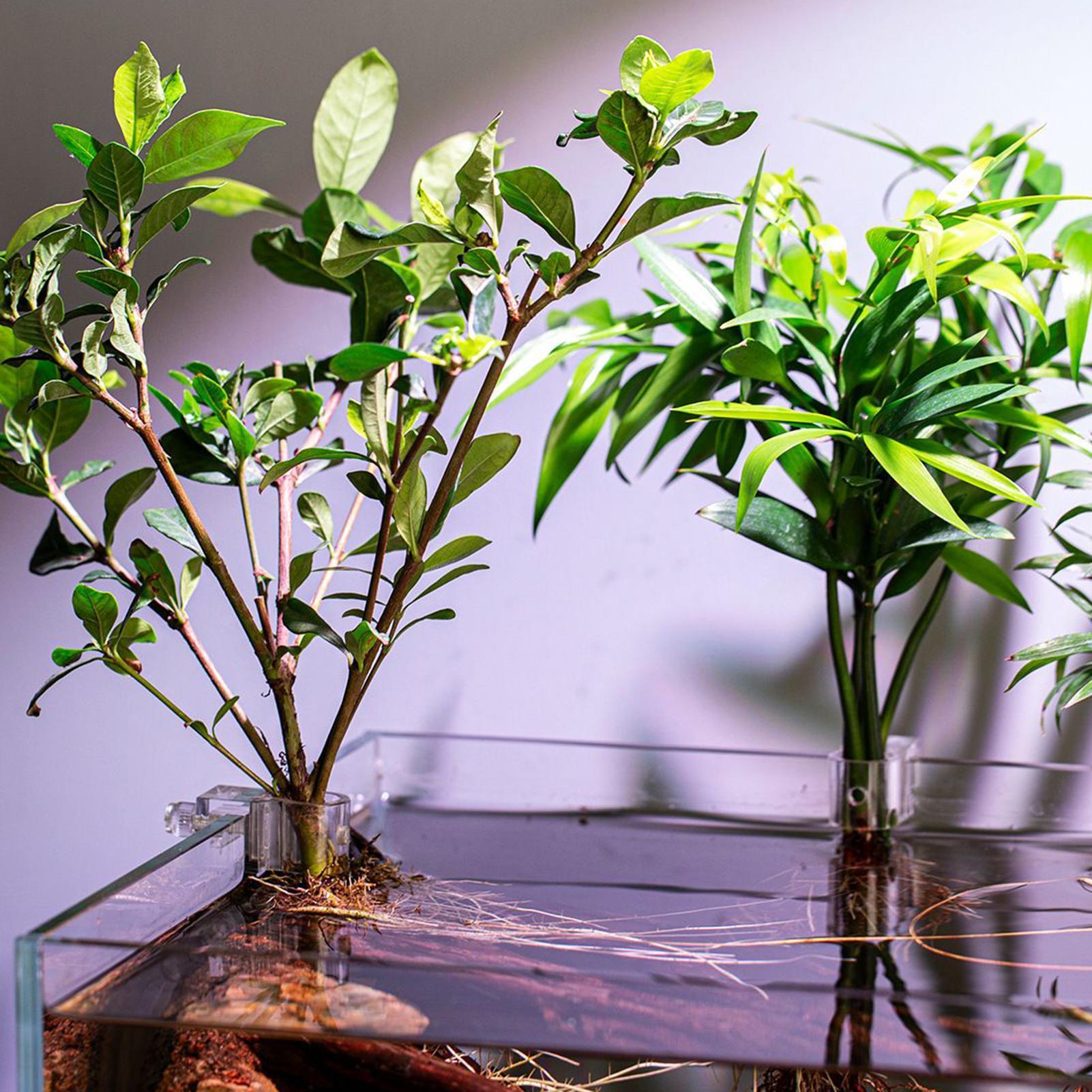 Mini Fish Tank Planter Pot 6Pc - Planted Aquarium Mini 评论和价格