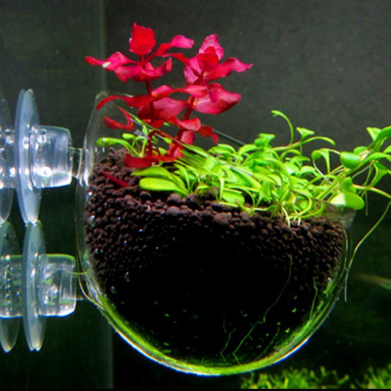 Aquarium Hanging Plant Pot Gla - Aquarium Planted Seeds 评论和价格