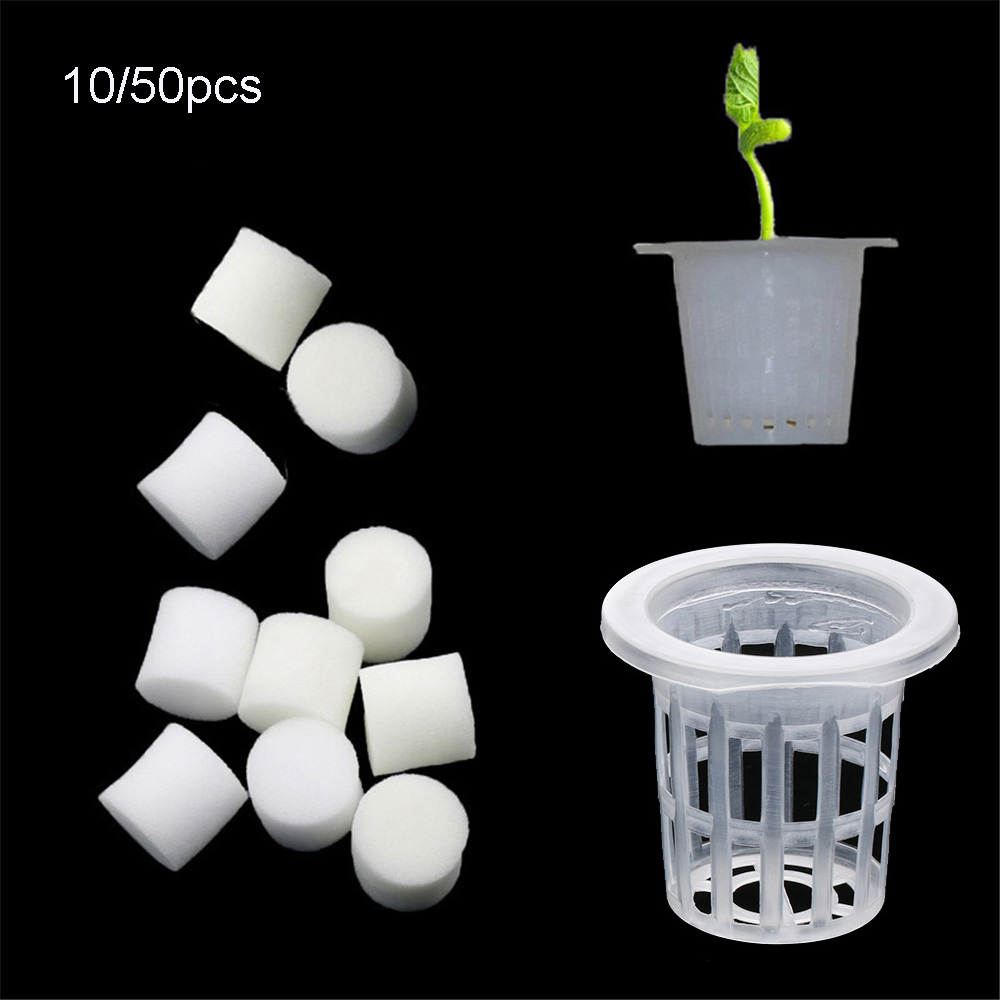 10/50pcs Durable Planting Aqua - Aquarium Planted Seeds 评论和价格