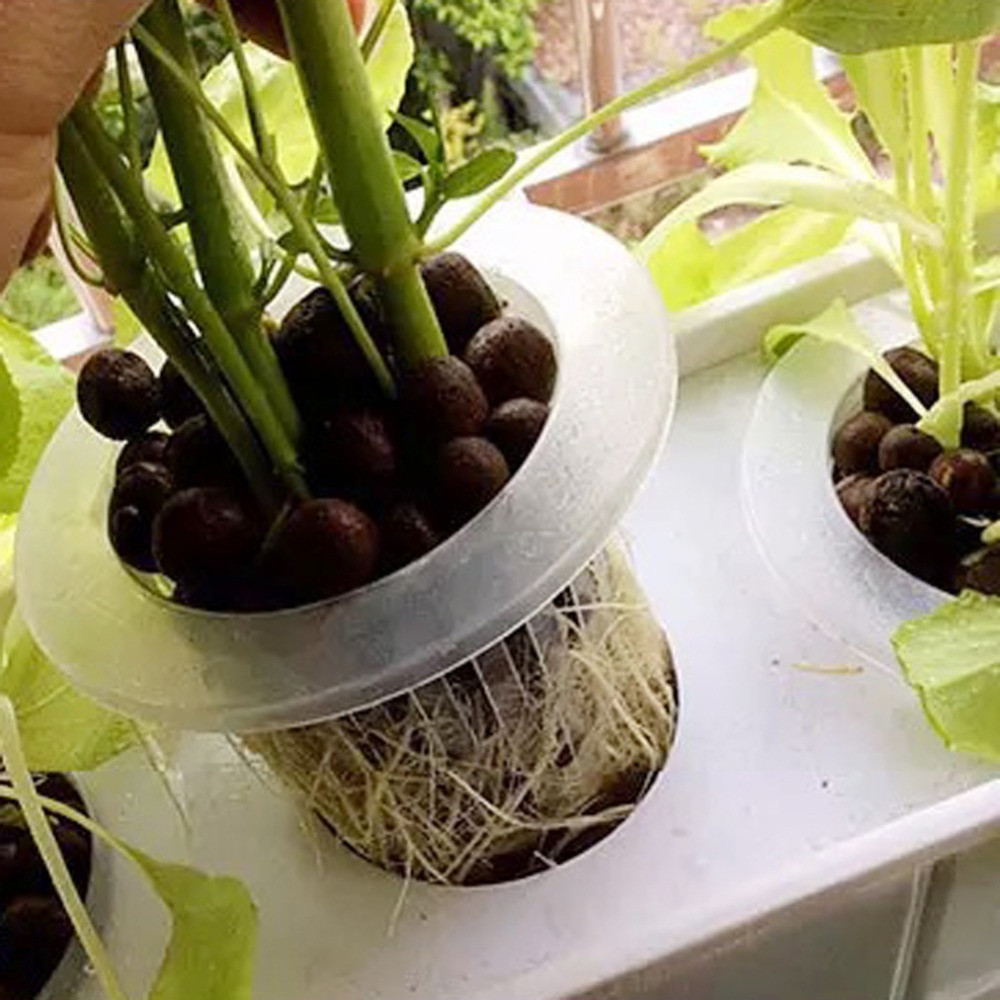 10/50pcs Durable Planting Aqua - Aquarium Planted Seeds 评论和价格