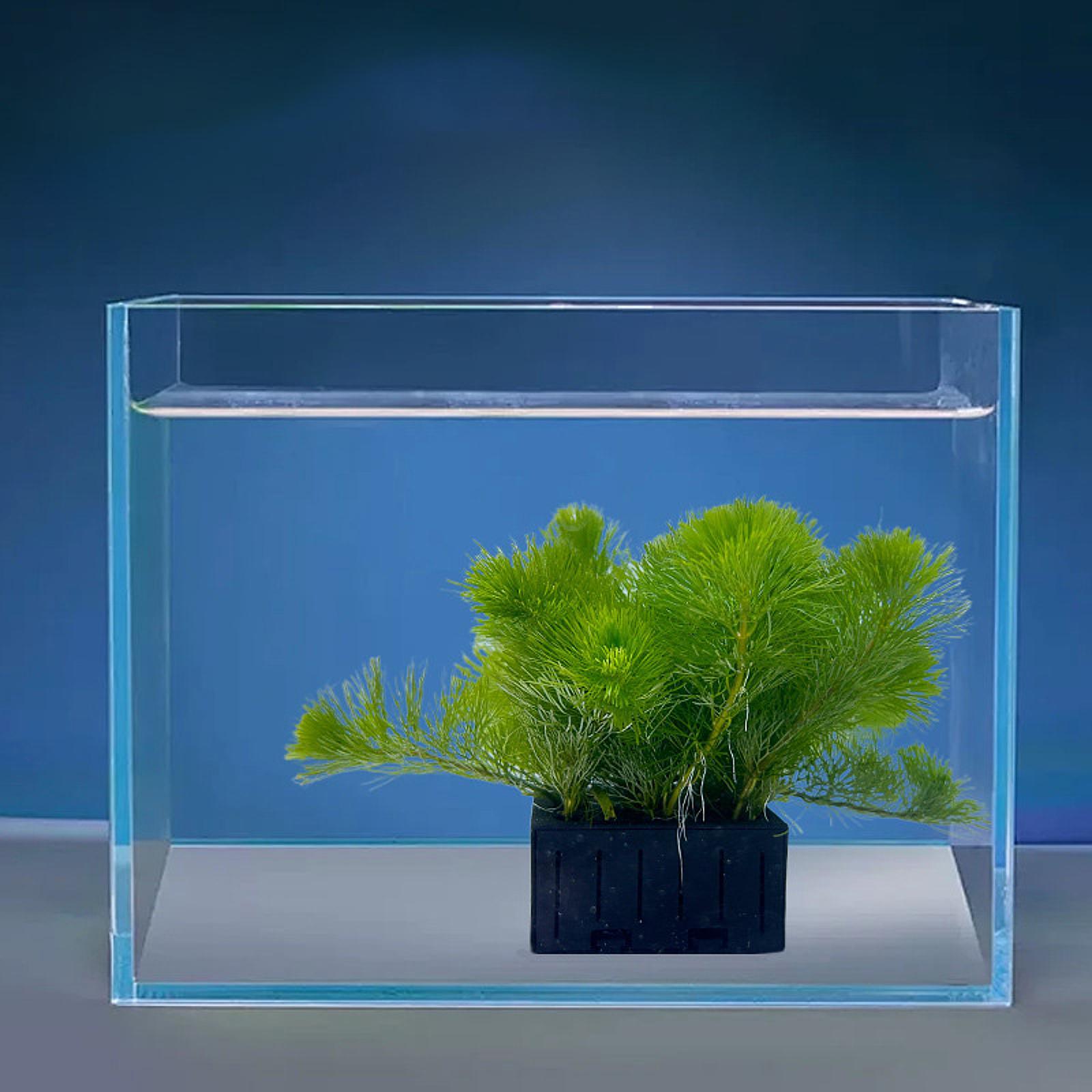 Aquarium Plant Basket PP Plast - Planted Aquarium Mini 评论和价格
