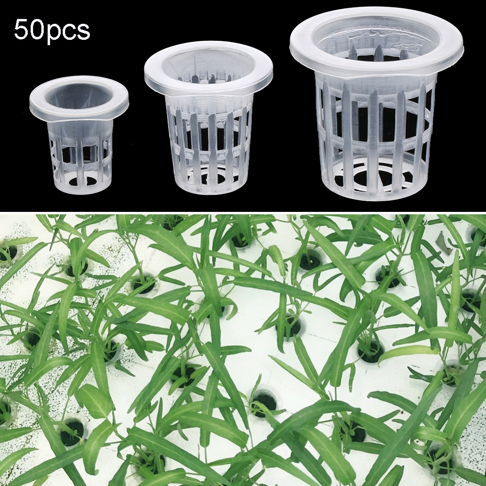 10/50pcs Garden Supplies Plant - Aquarium Planted Seeds 评论和价格